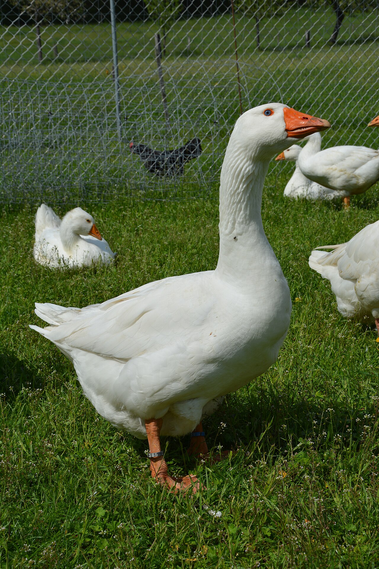 German laying goose