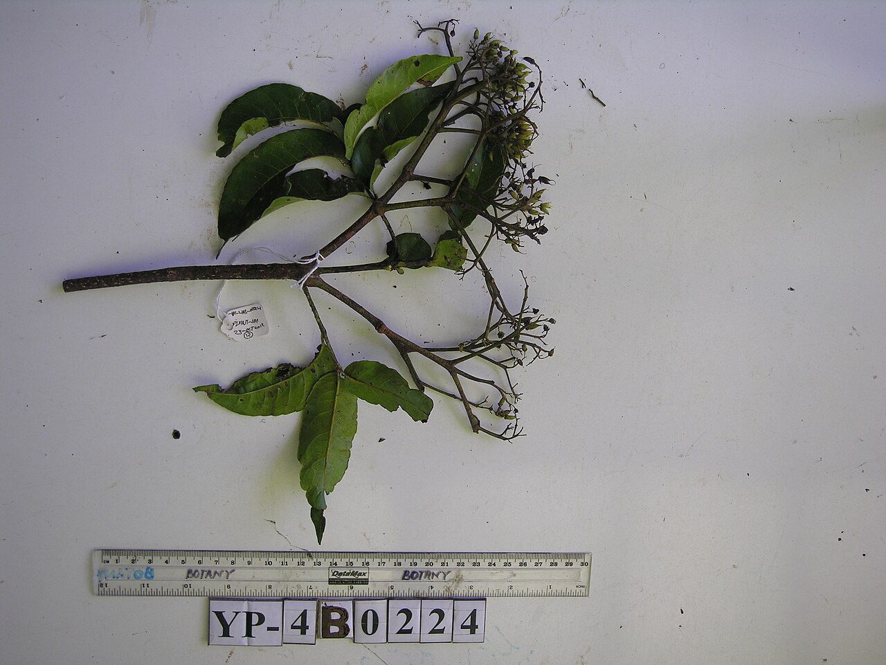 Opocunonia nymanii