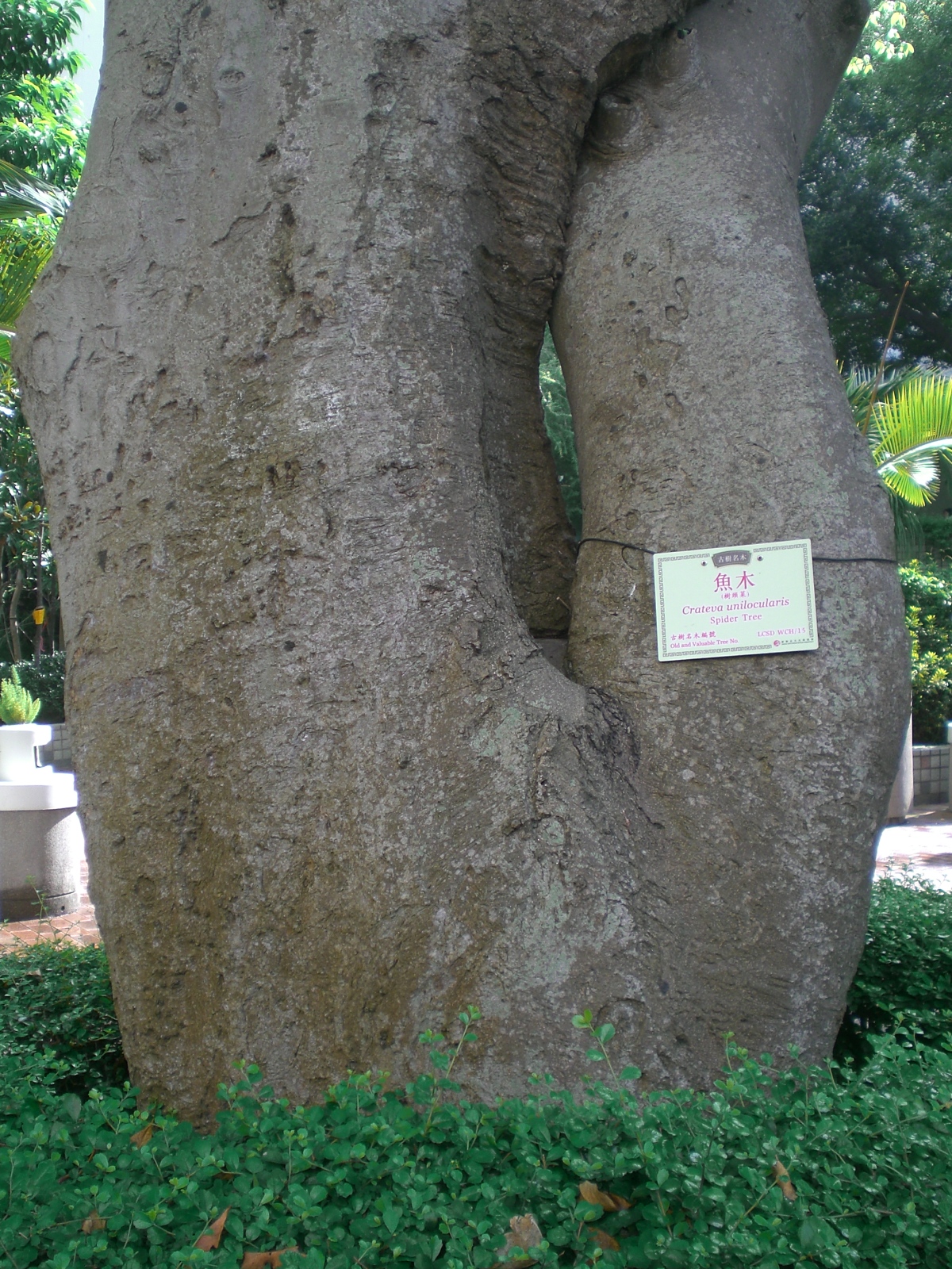Crateva unilocularis