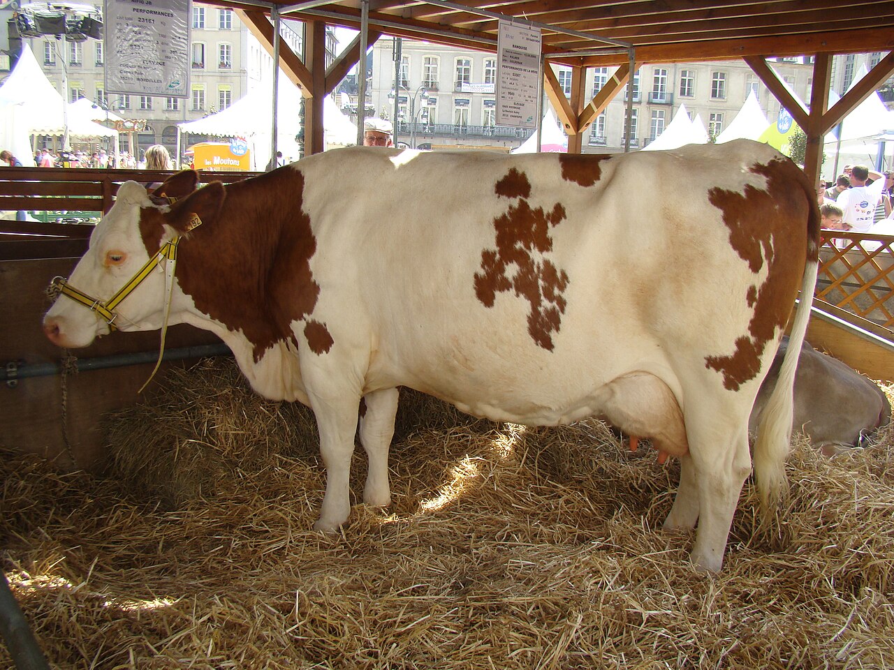 Montbéliarde cattle