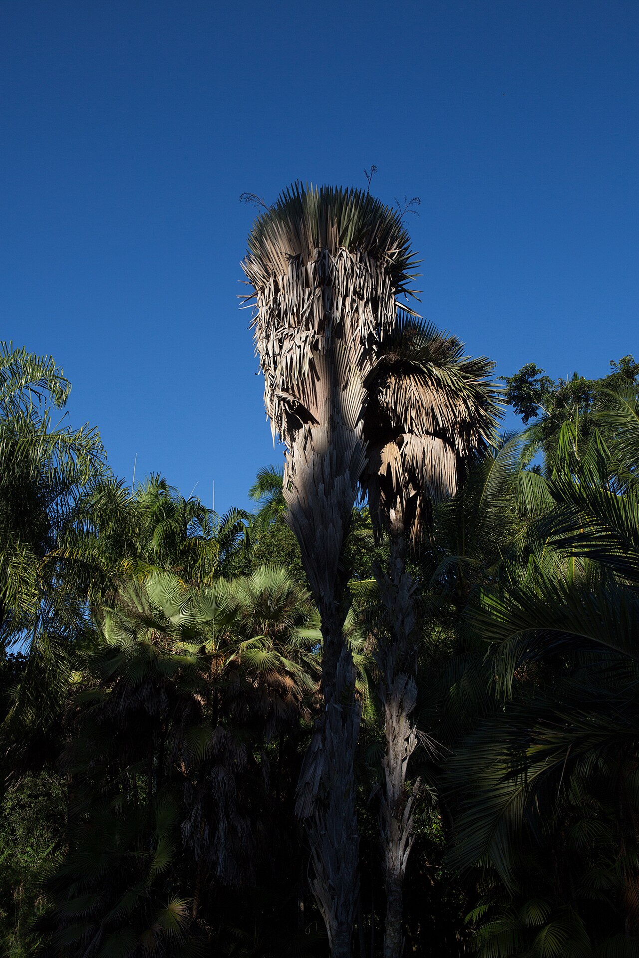 Copernicia rigida