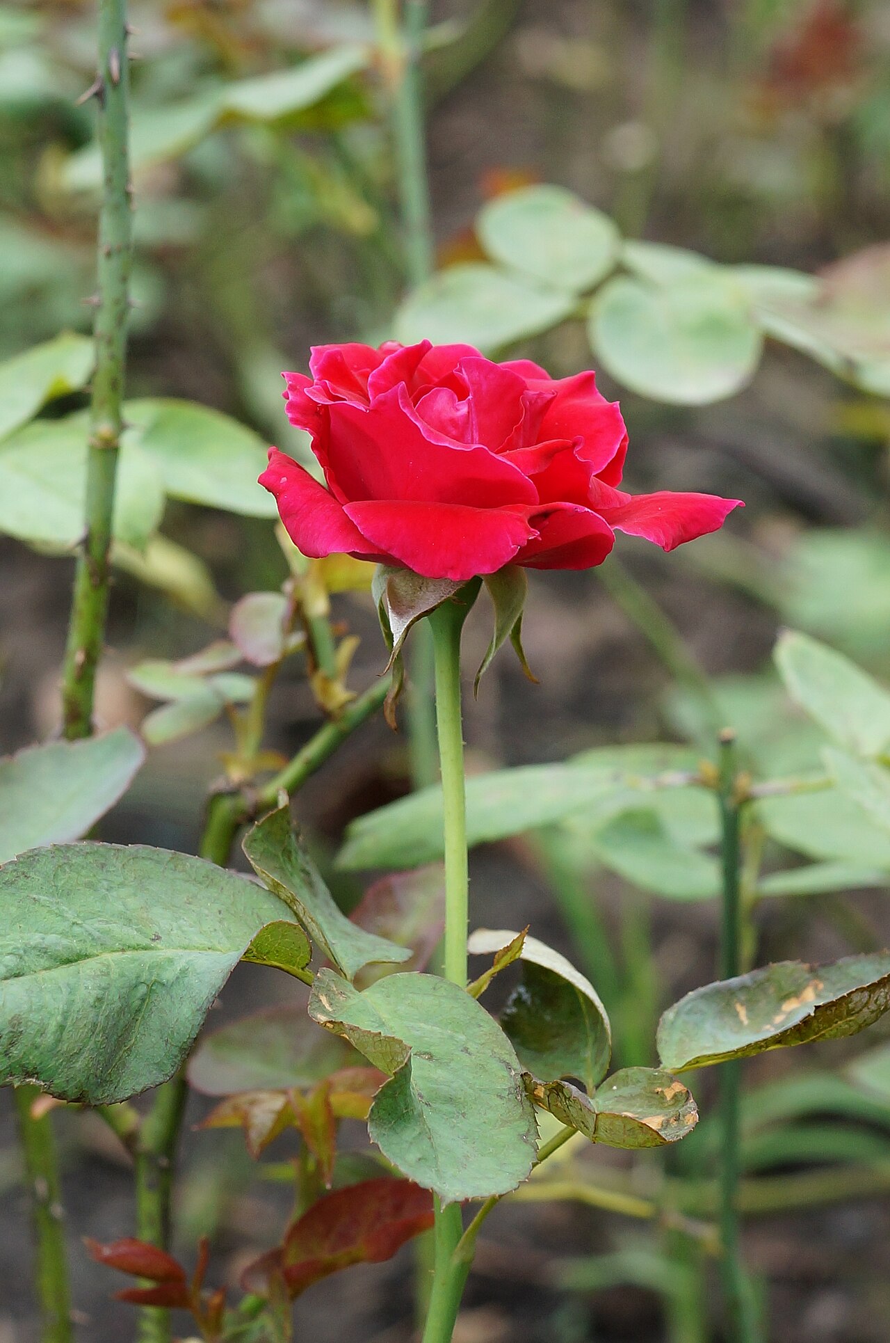 Rosa chinensis