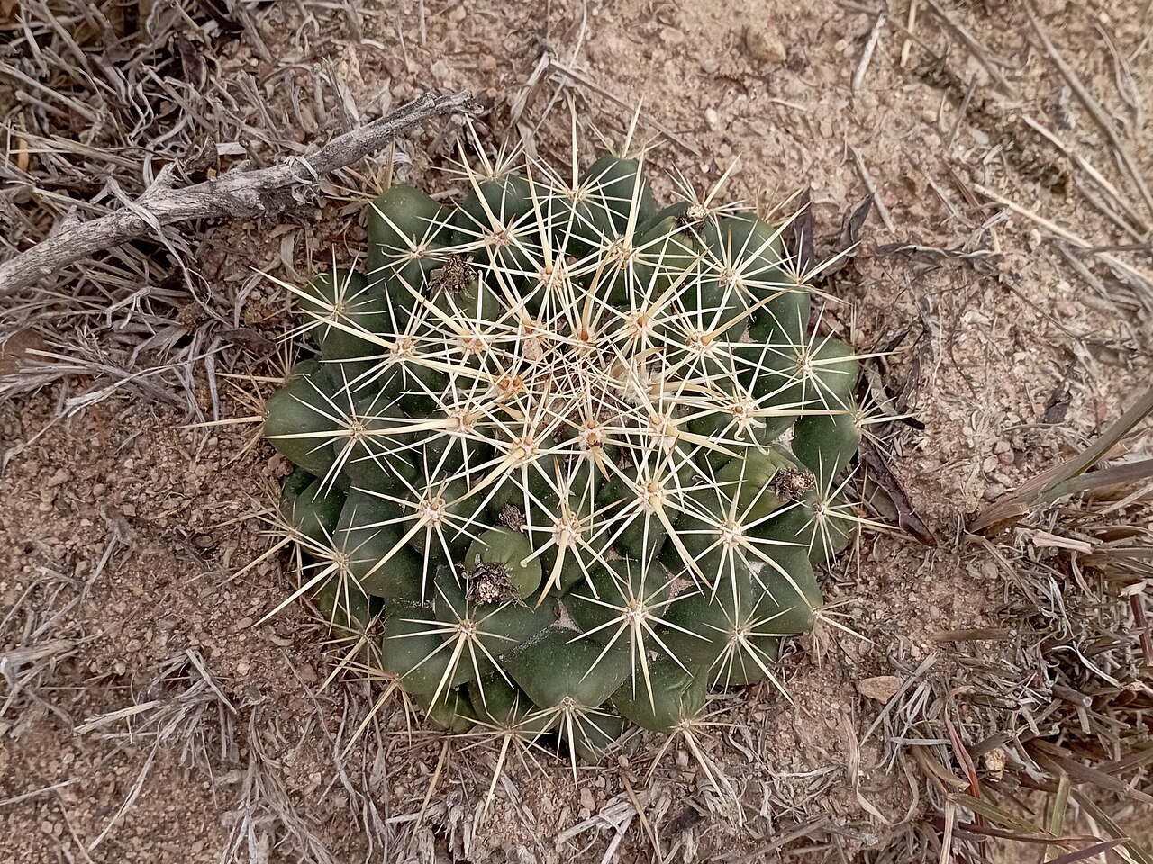 Coryphantha ottonis