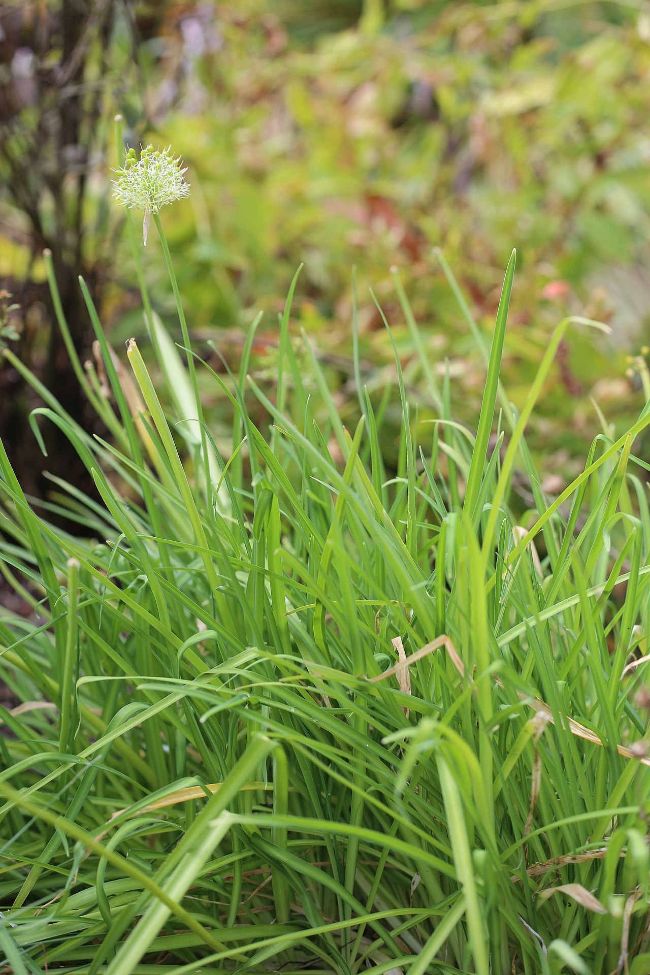 Allium hookeri