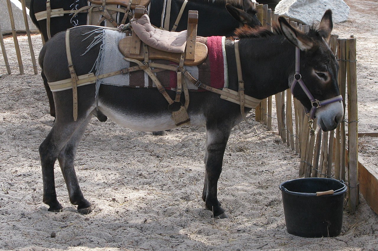 Corsican donkey