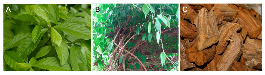 Banisteriopsis caapi