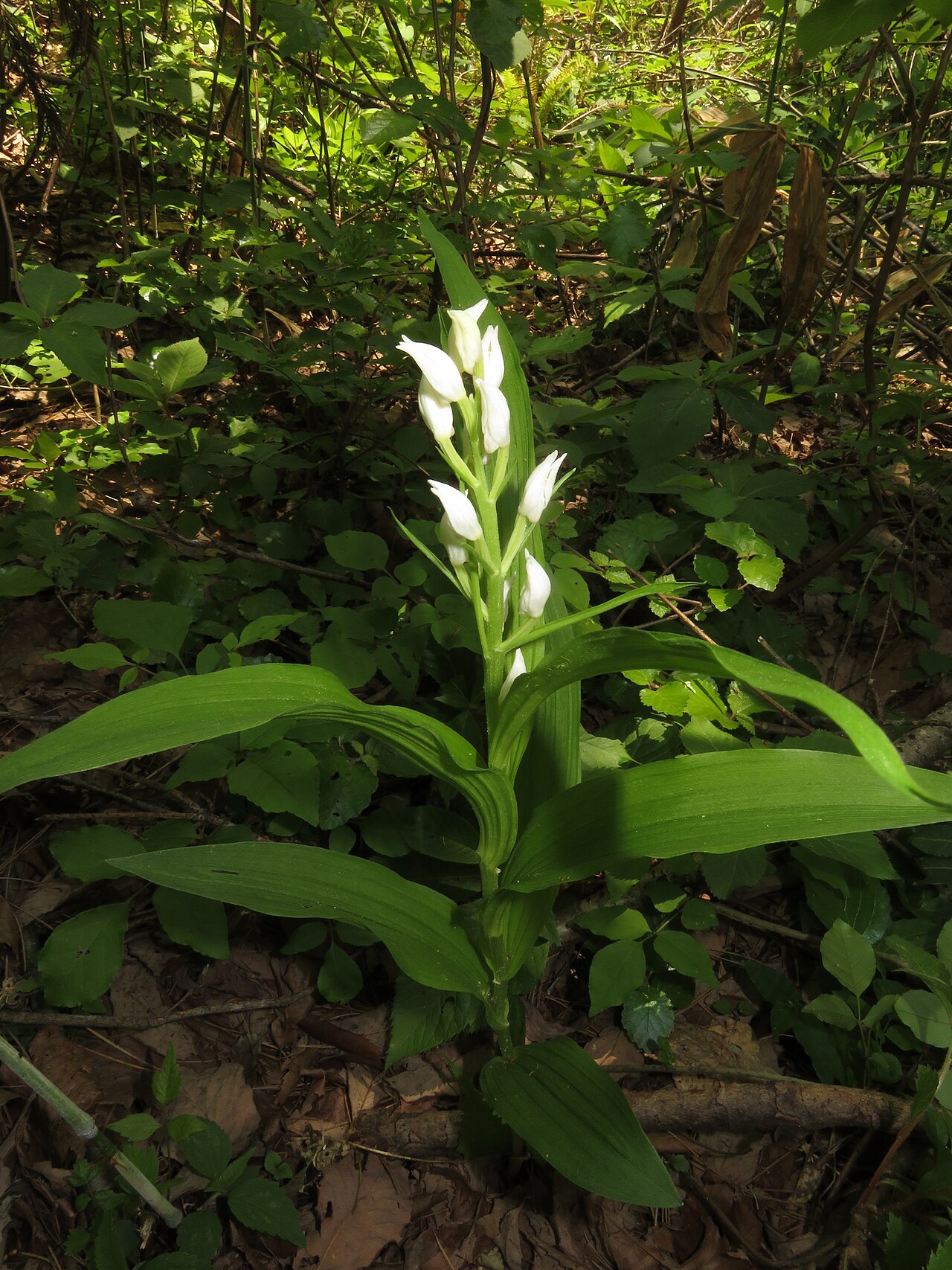 Cephalanthera longibracteata