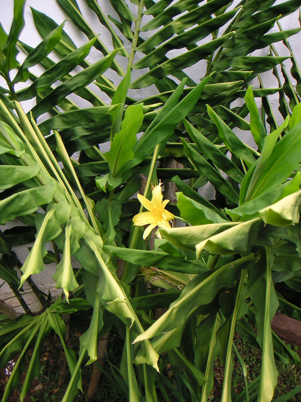 Hemerocallis minor