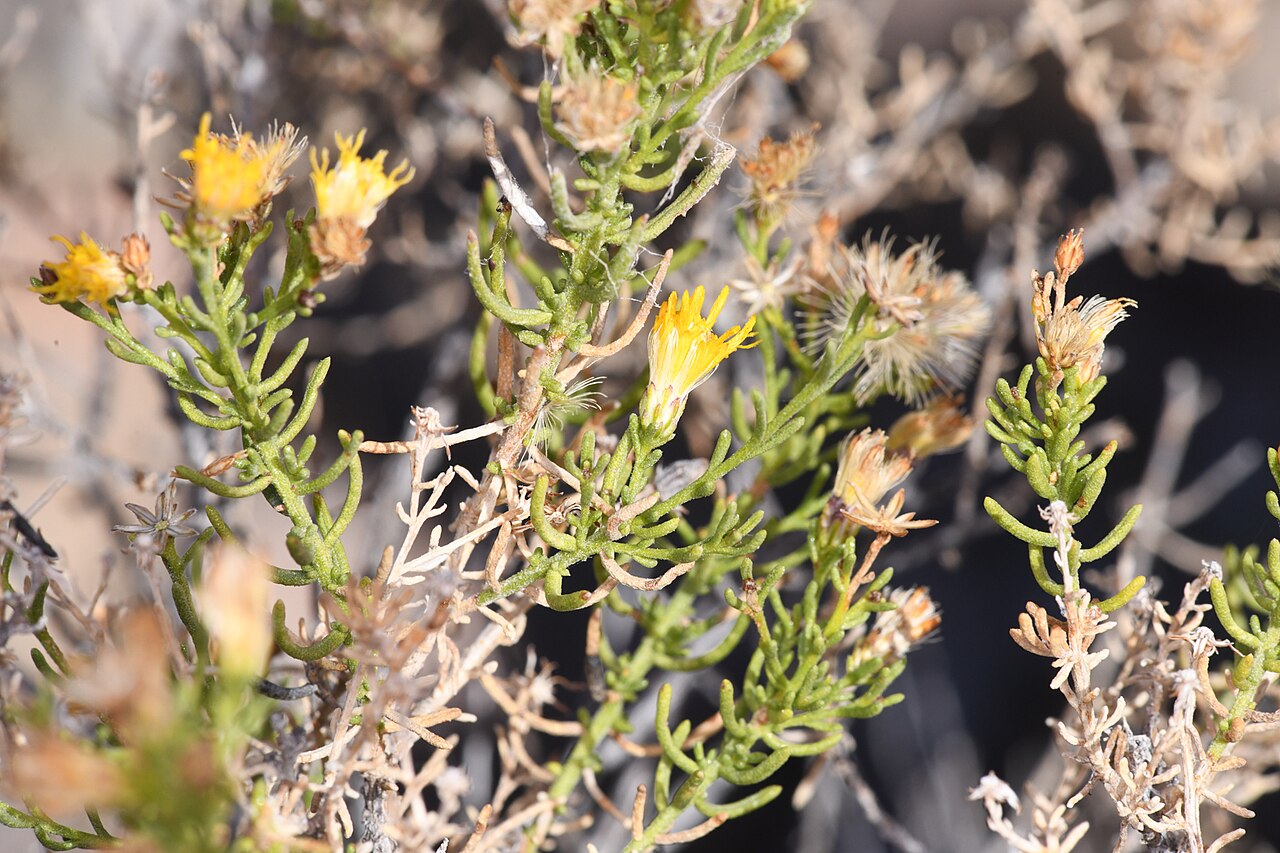 Ericameria brachylepis