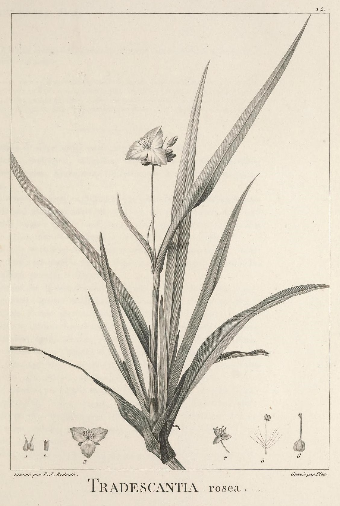 Callisia rosea