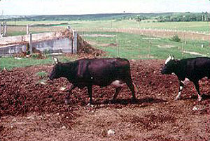 Siboney de Cuba