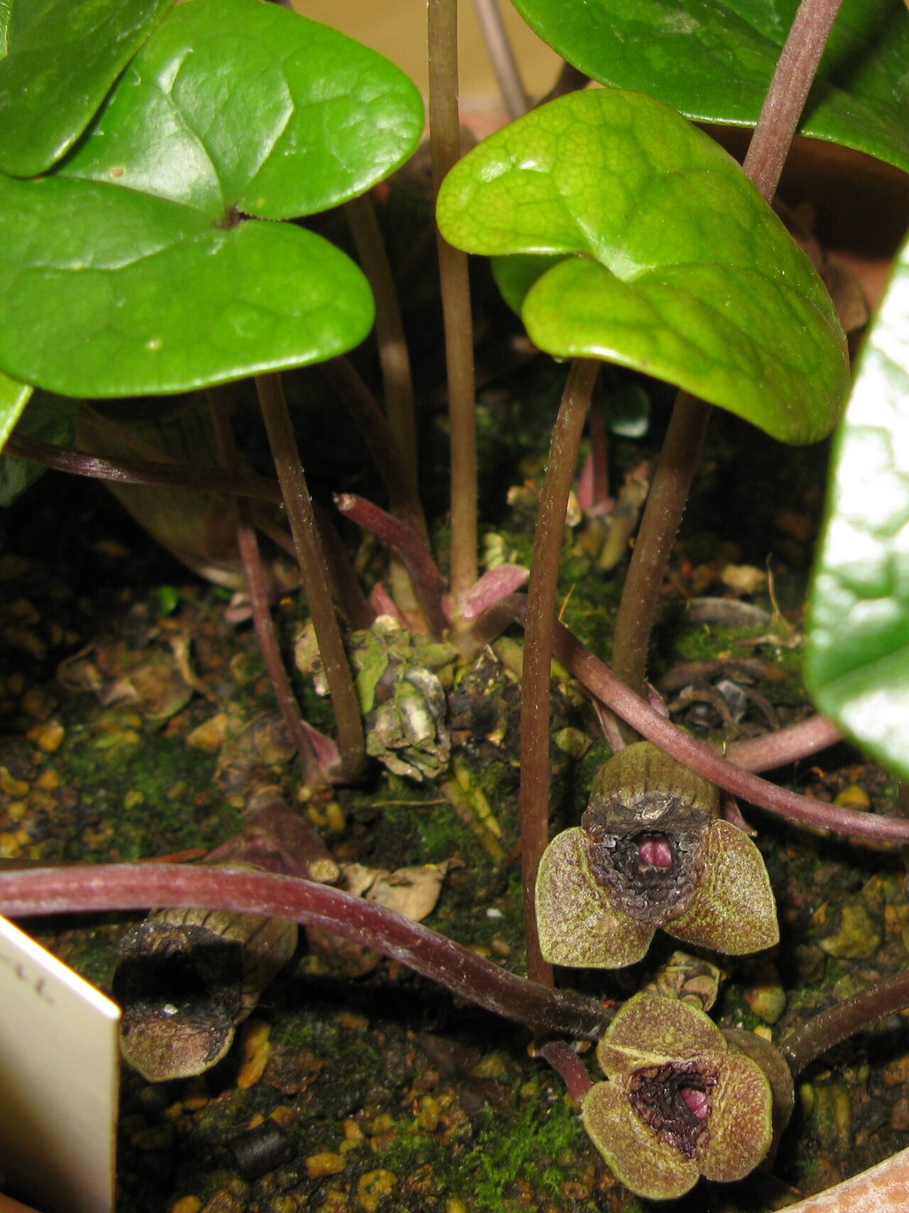 Asarum senkakuinsulare