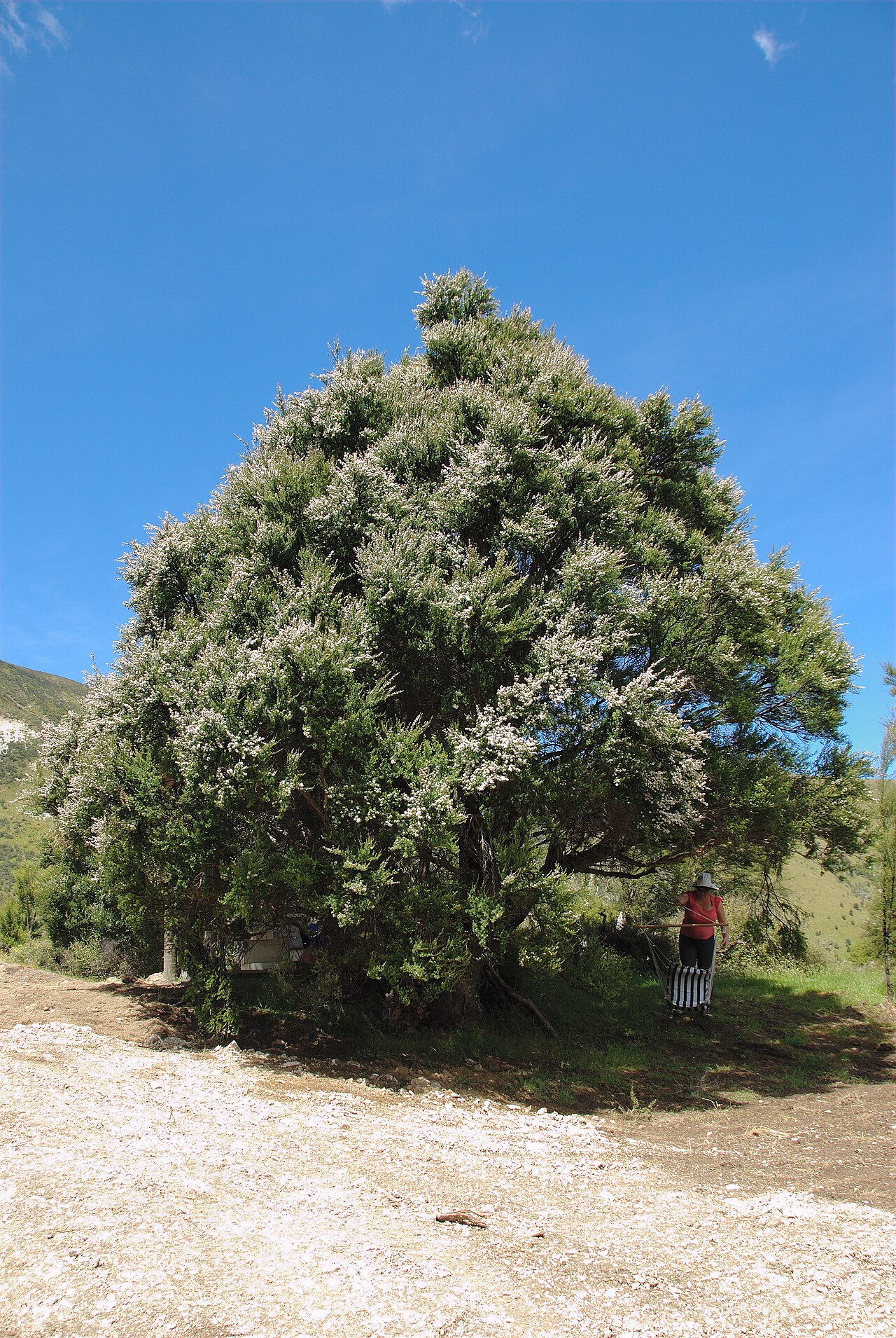 Kunzea ericoides