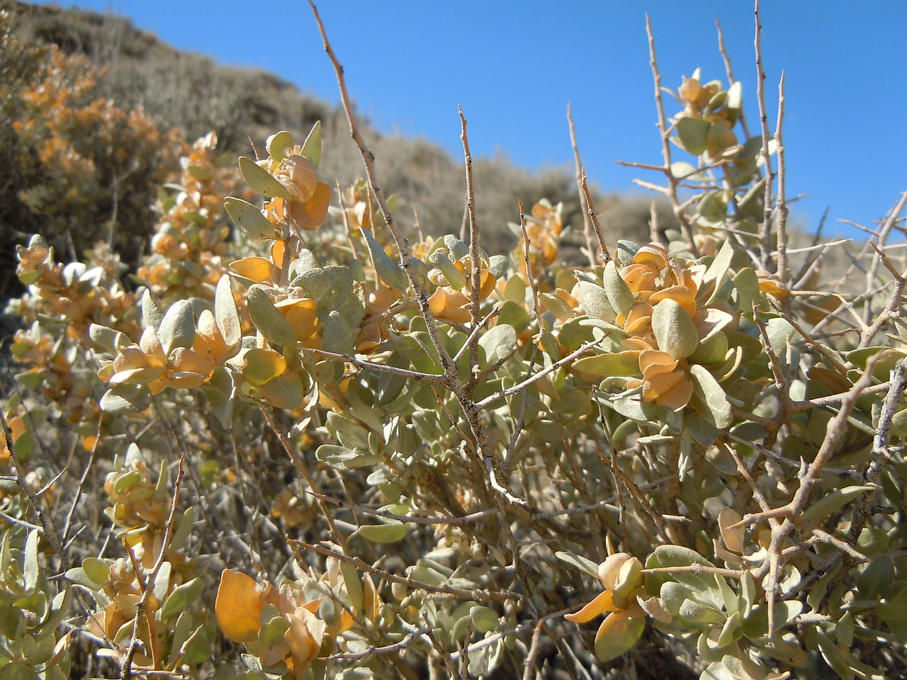 Atriplex confertifolia