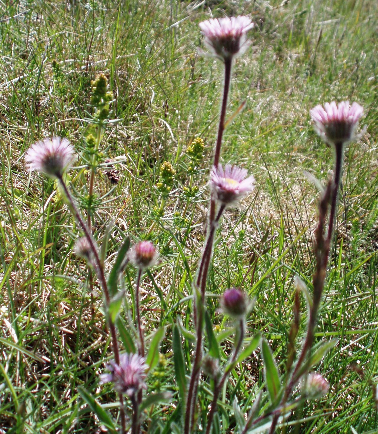 Erigeron borealis