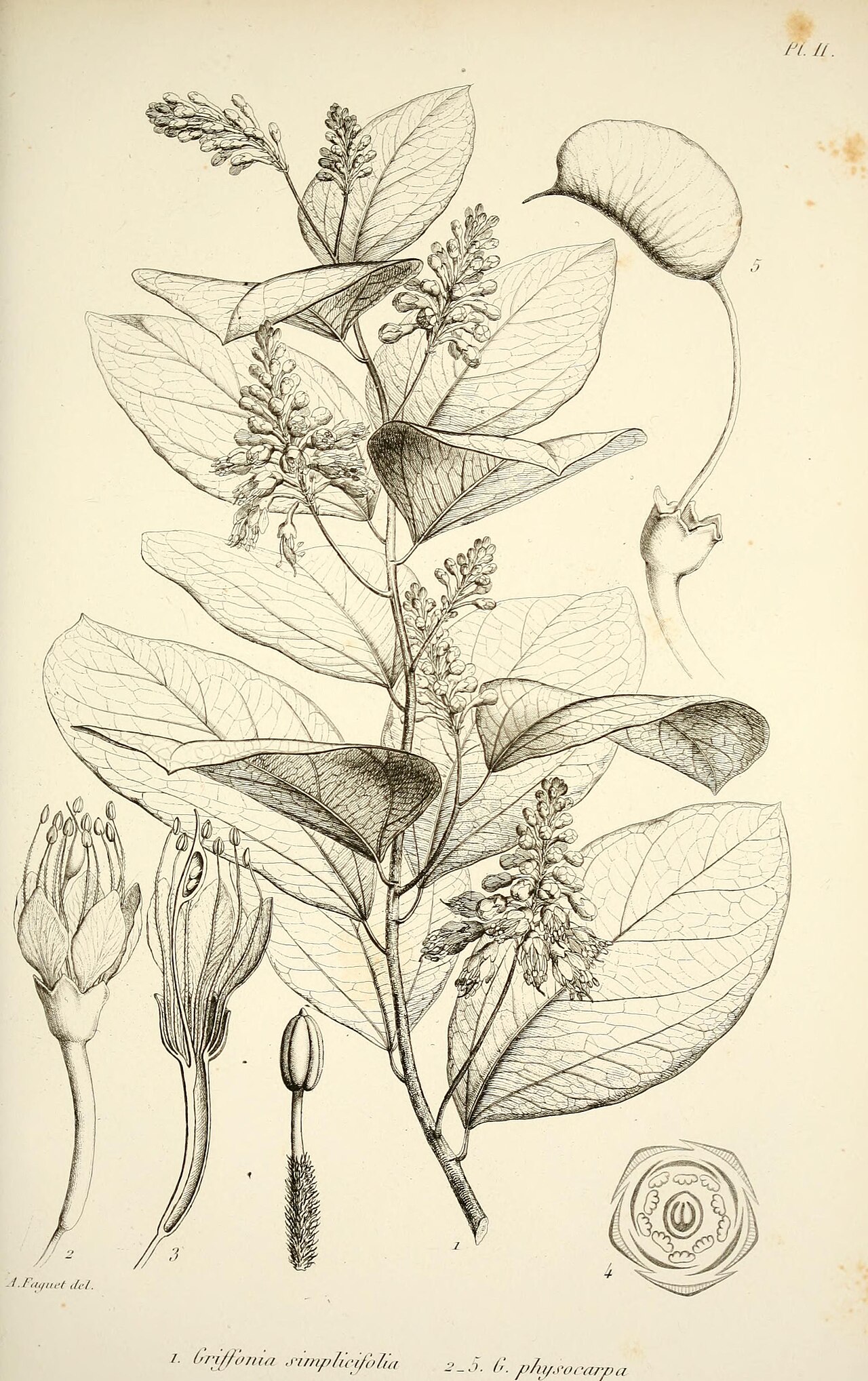 Griffonia simplicifolia