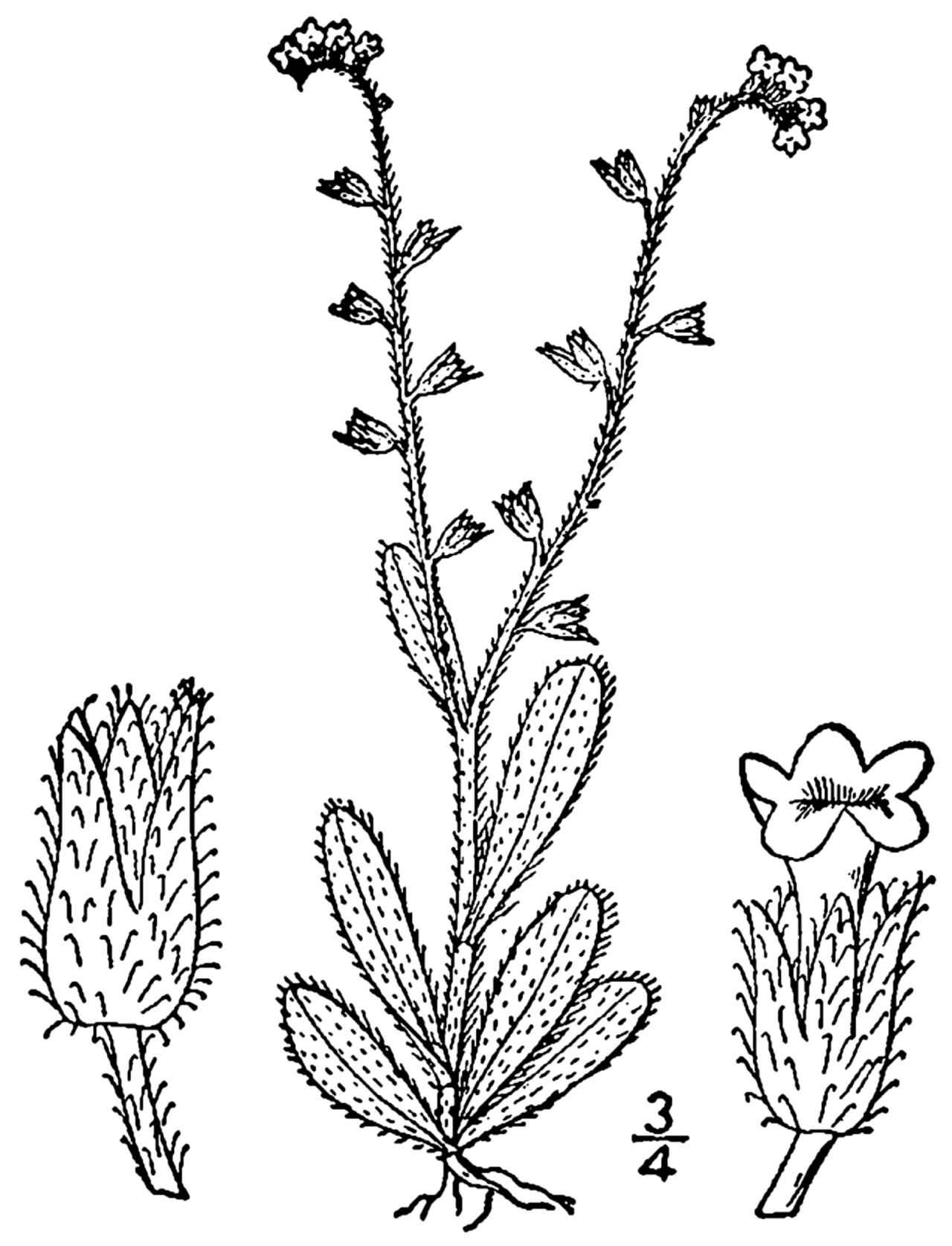 Myosotis verna