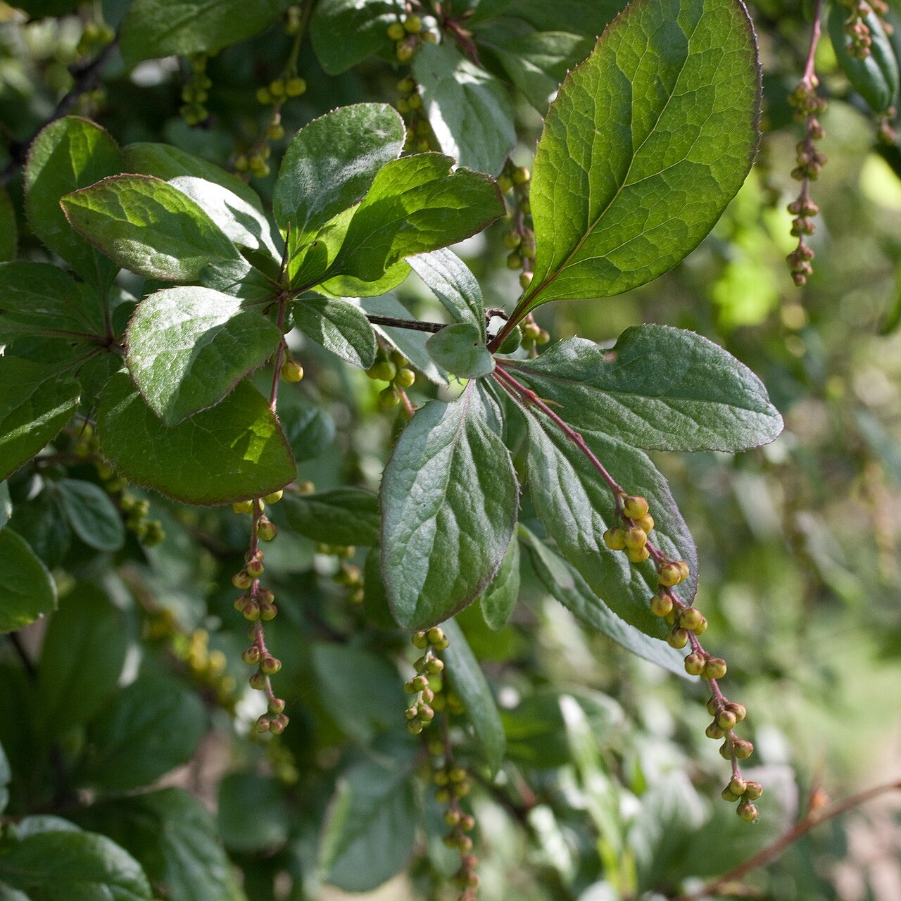 Berberis brachypoda