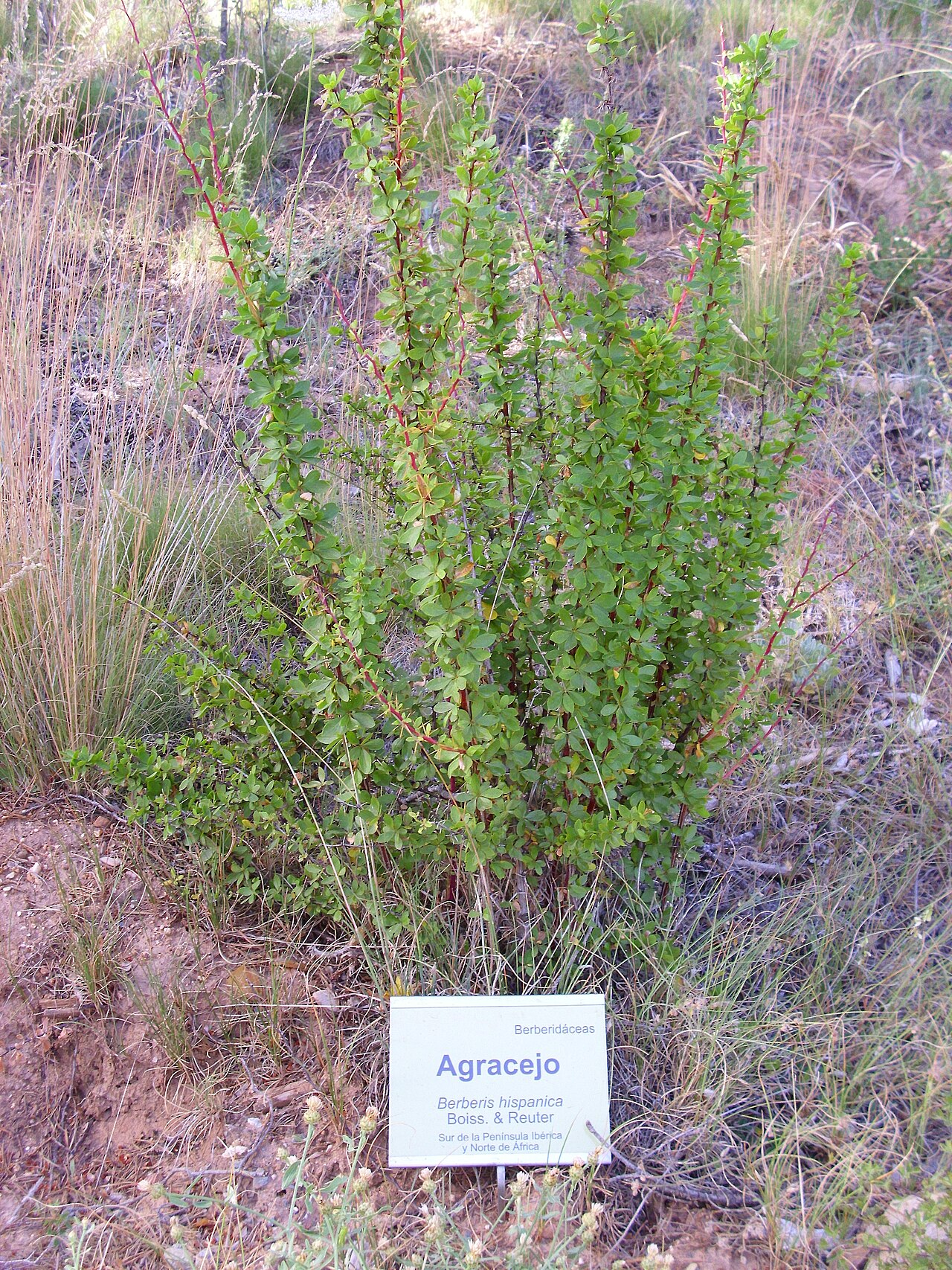 Berberis hispanica