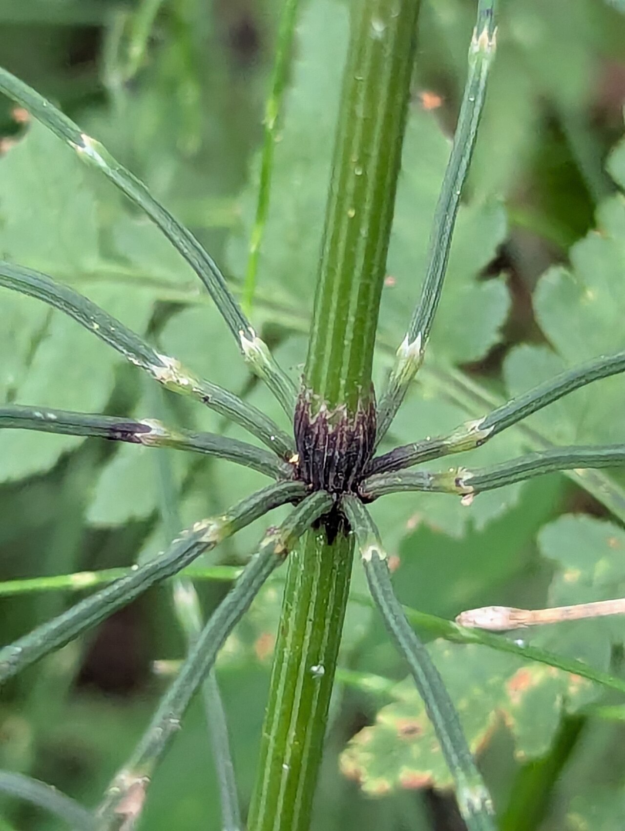 Equisetum diffusum