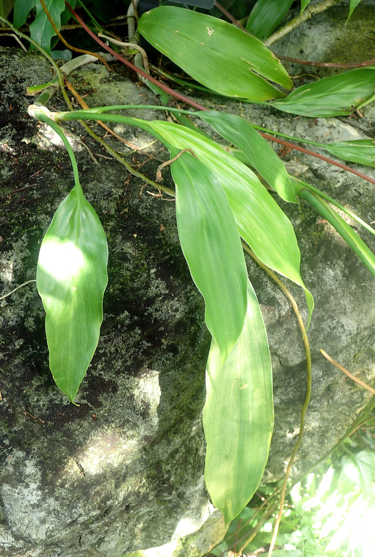 Ludovia integrifolia