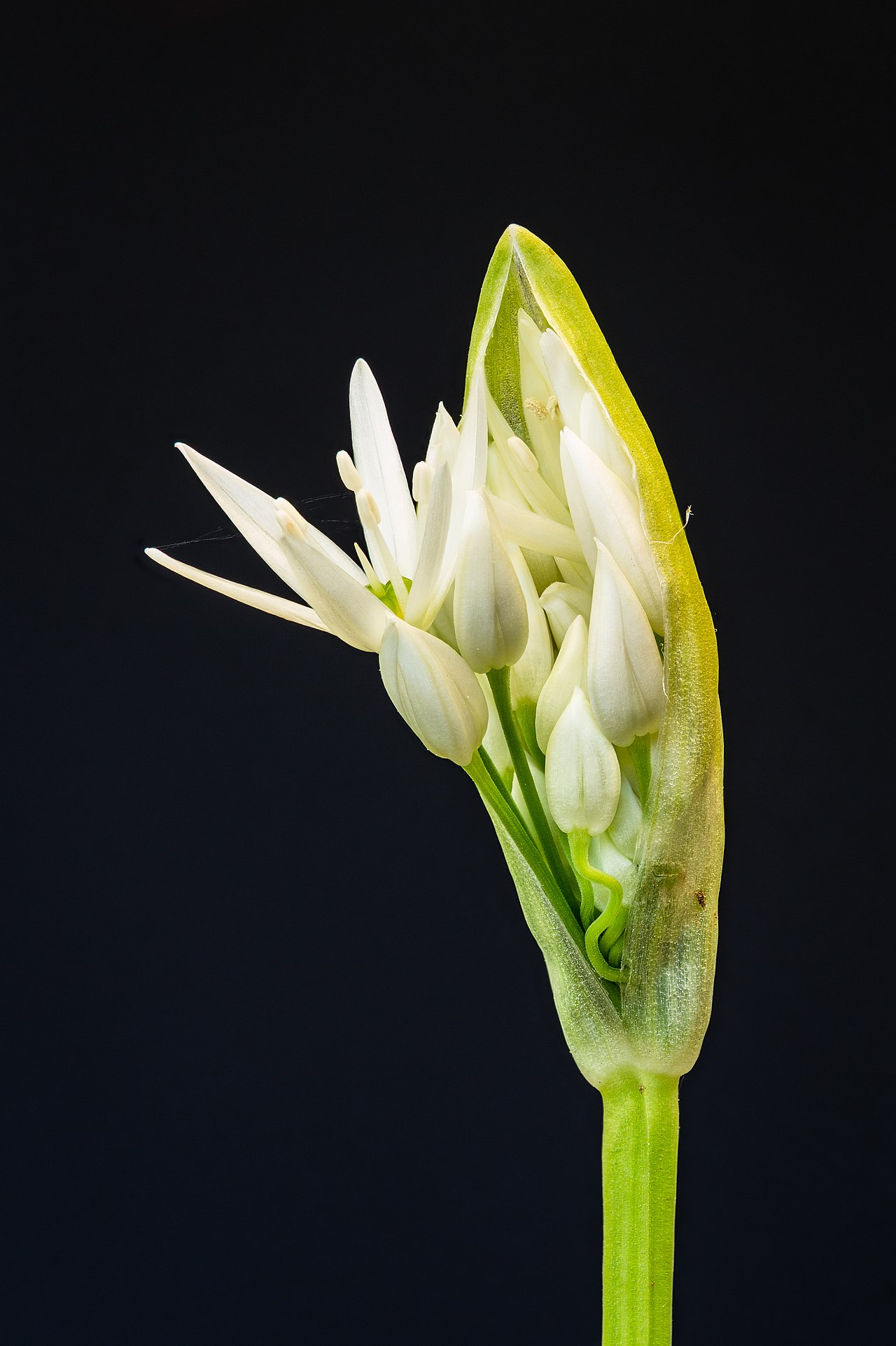 Wild garlic