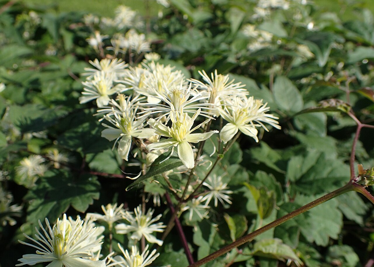 Clematis brevicaudata