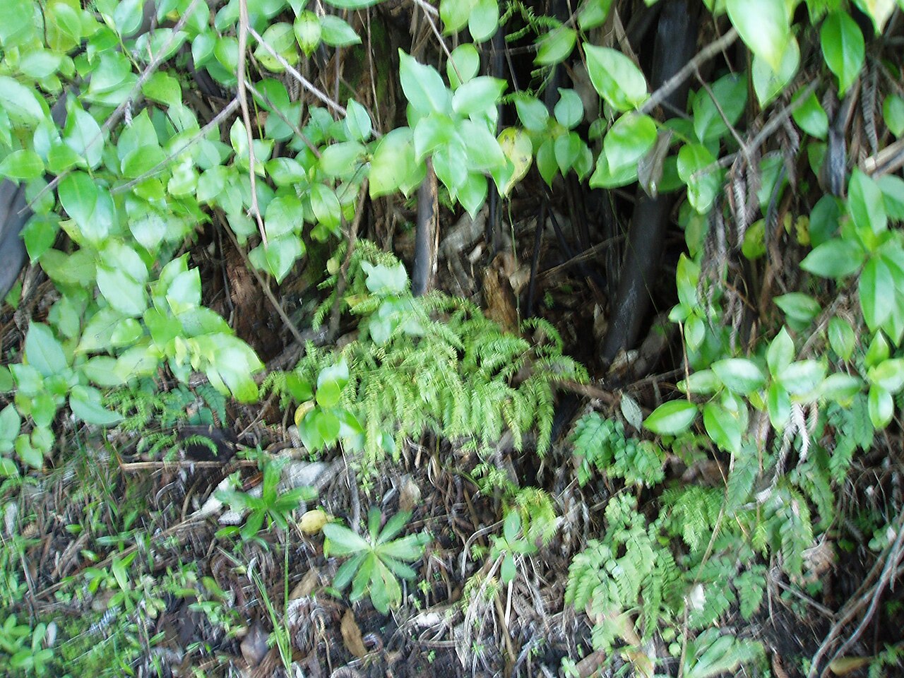 Asparagus scandens