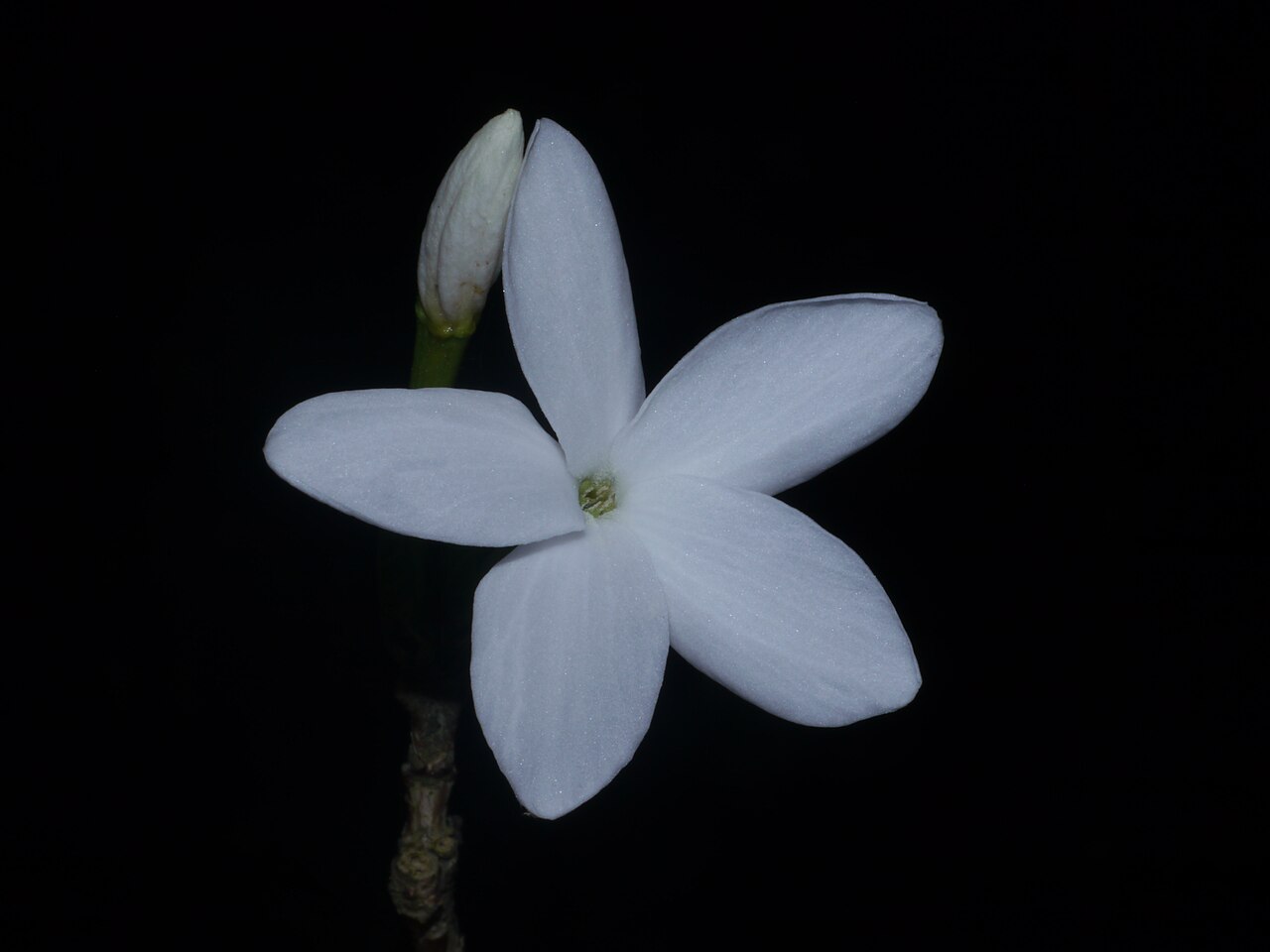Coffea benghalensis