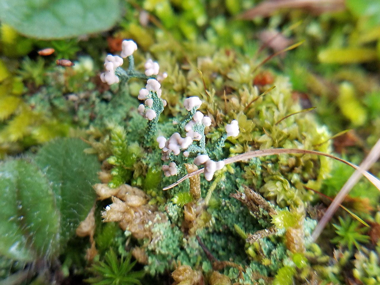 Cladonia peziziformis