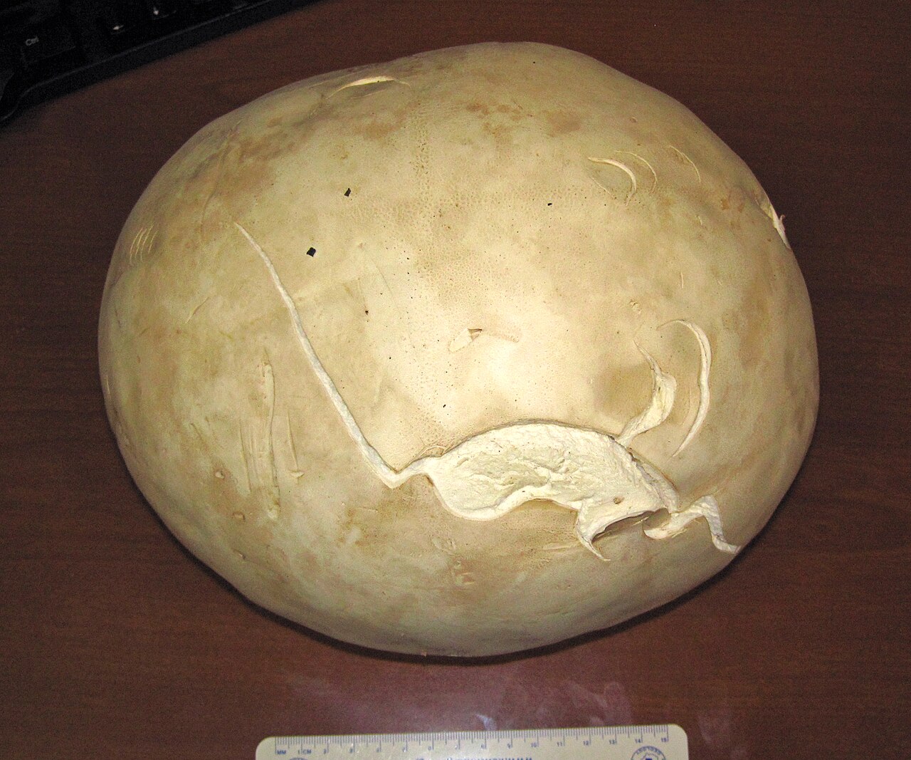 Calvatia gigantea