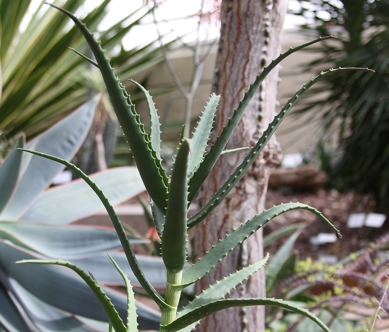 Aloe confusa