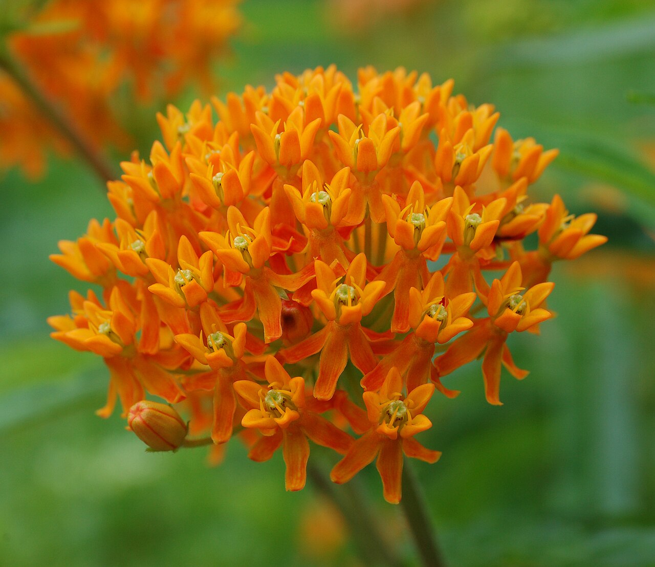 Butterfly weed