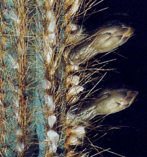 Pilosocereus flexibilispinus