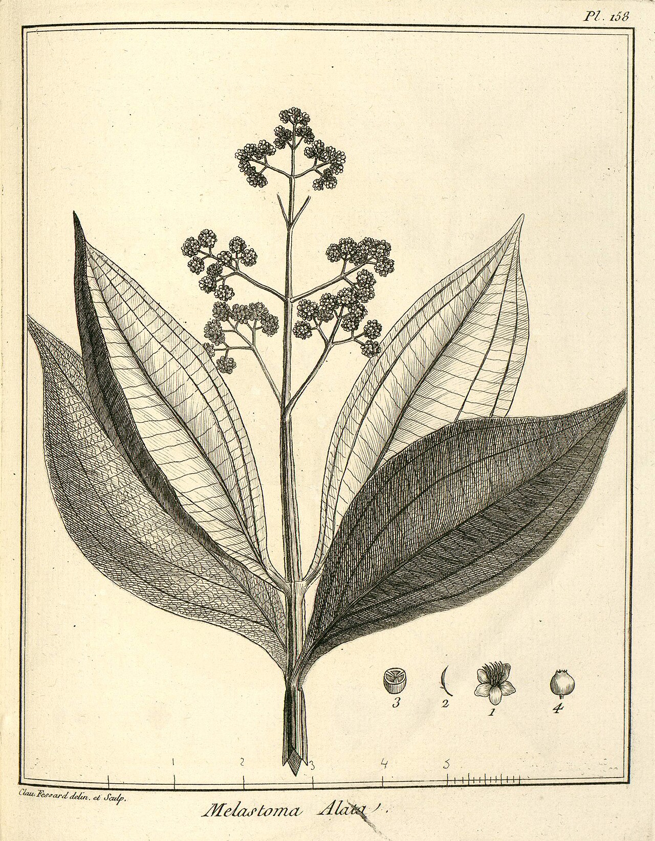 Miconia alata