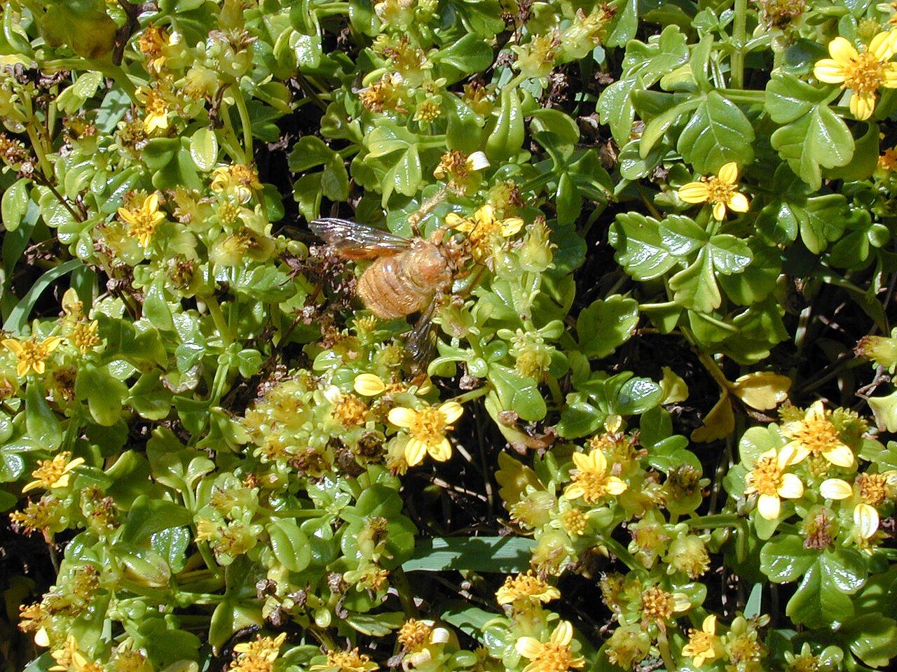 Bidens hillebrandiana
