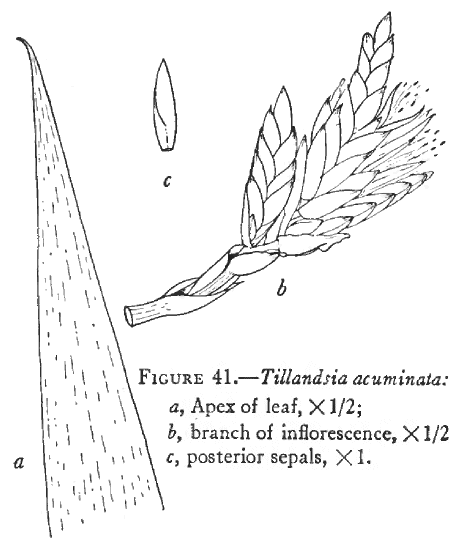 Tillandsia acuminata