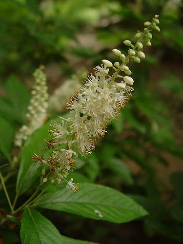 Clethra acuminata