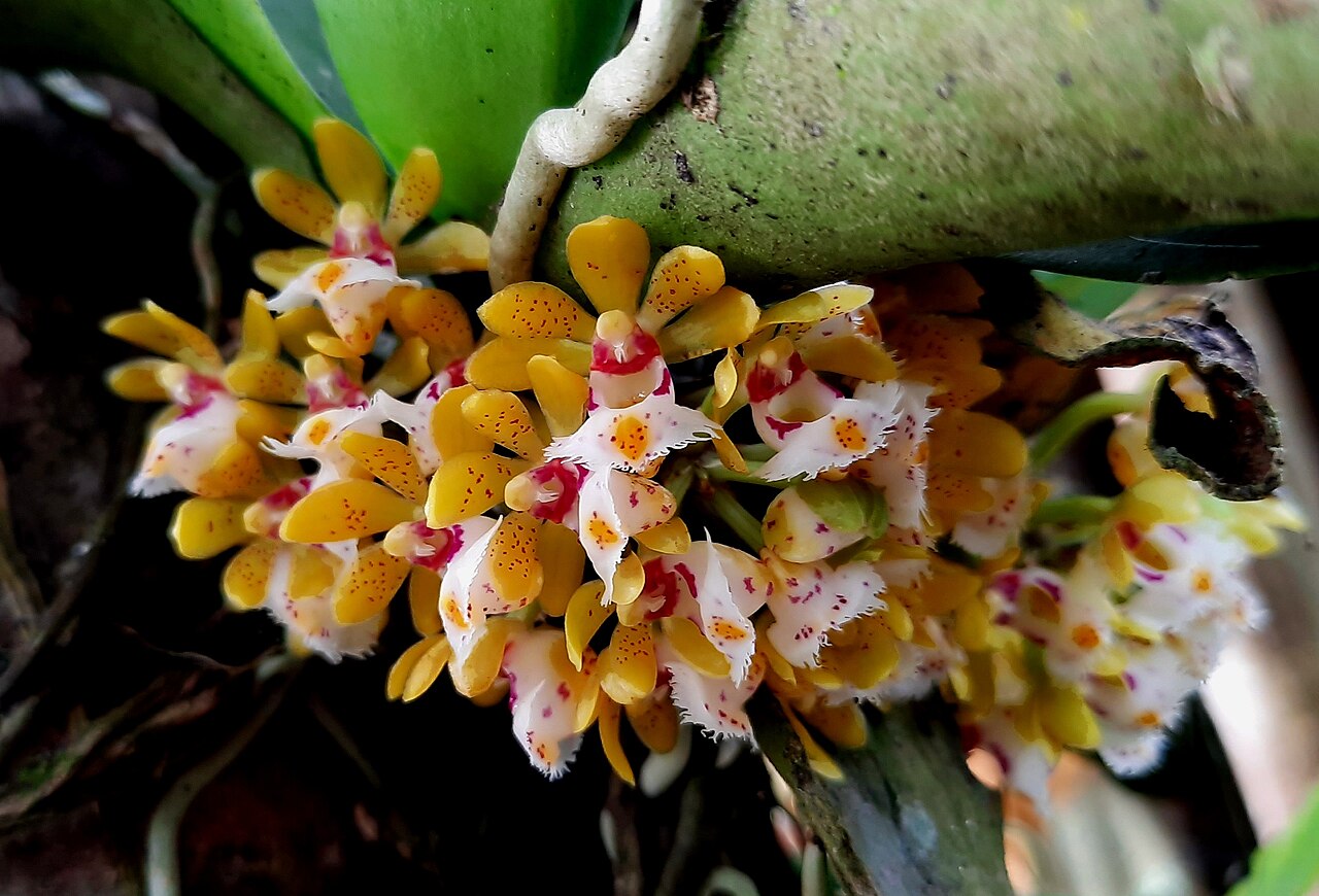 Gastrochilus suavis