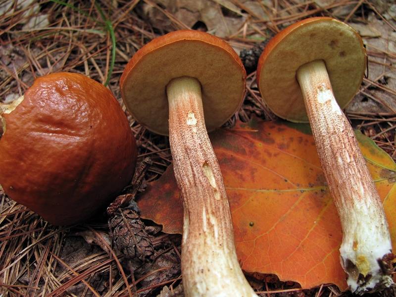 Boletus longicurvipes