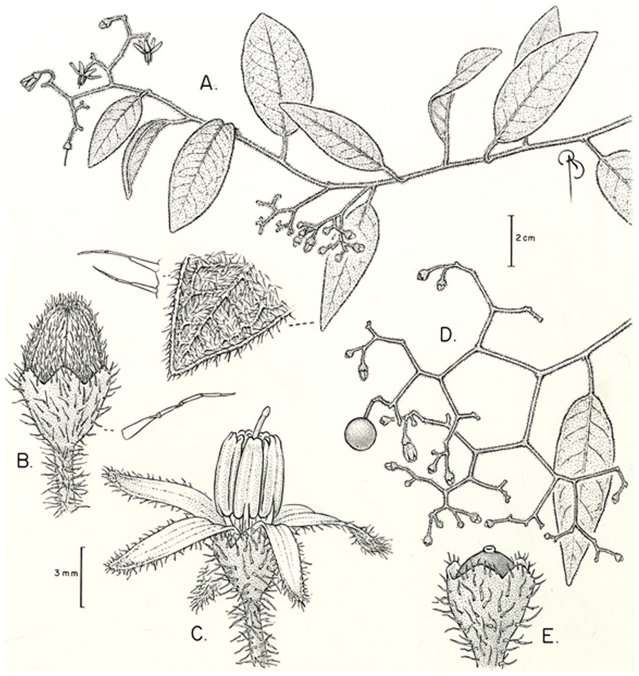 Solanum aspersum