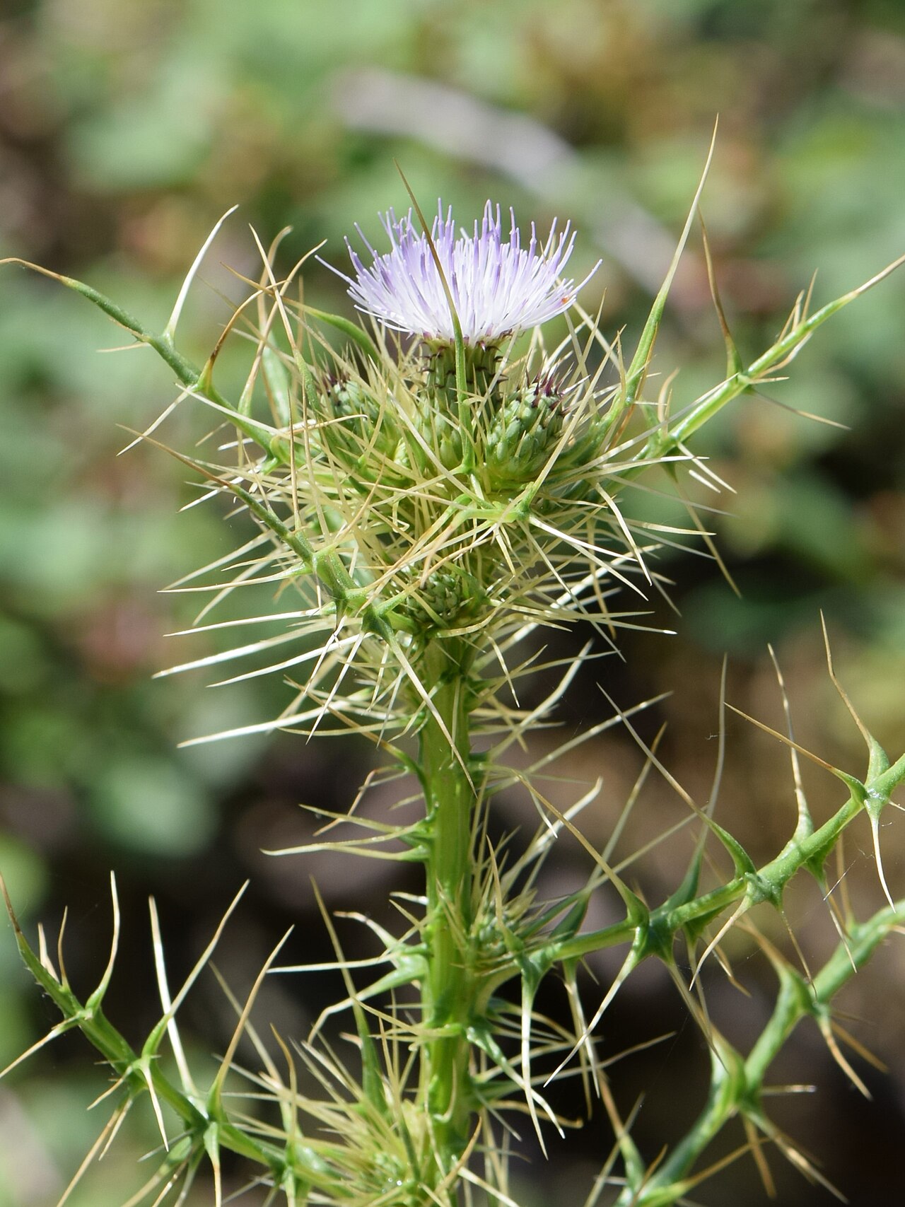 Cirsium creticum