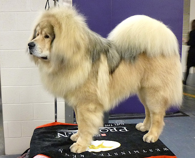 Tibetan Mastiff