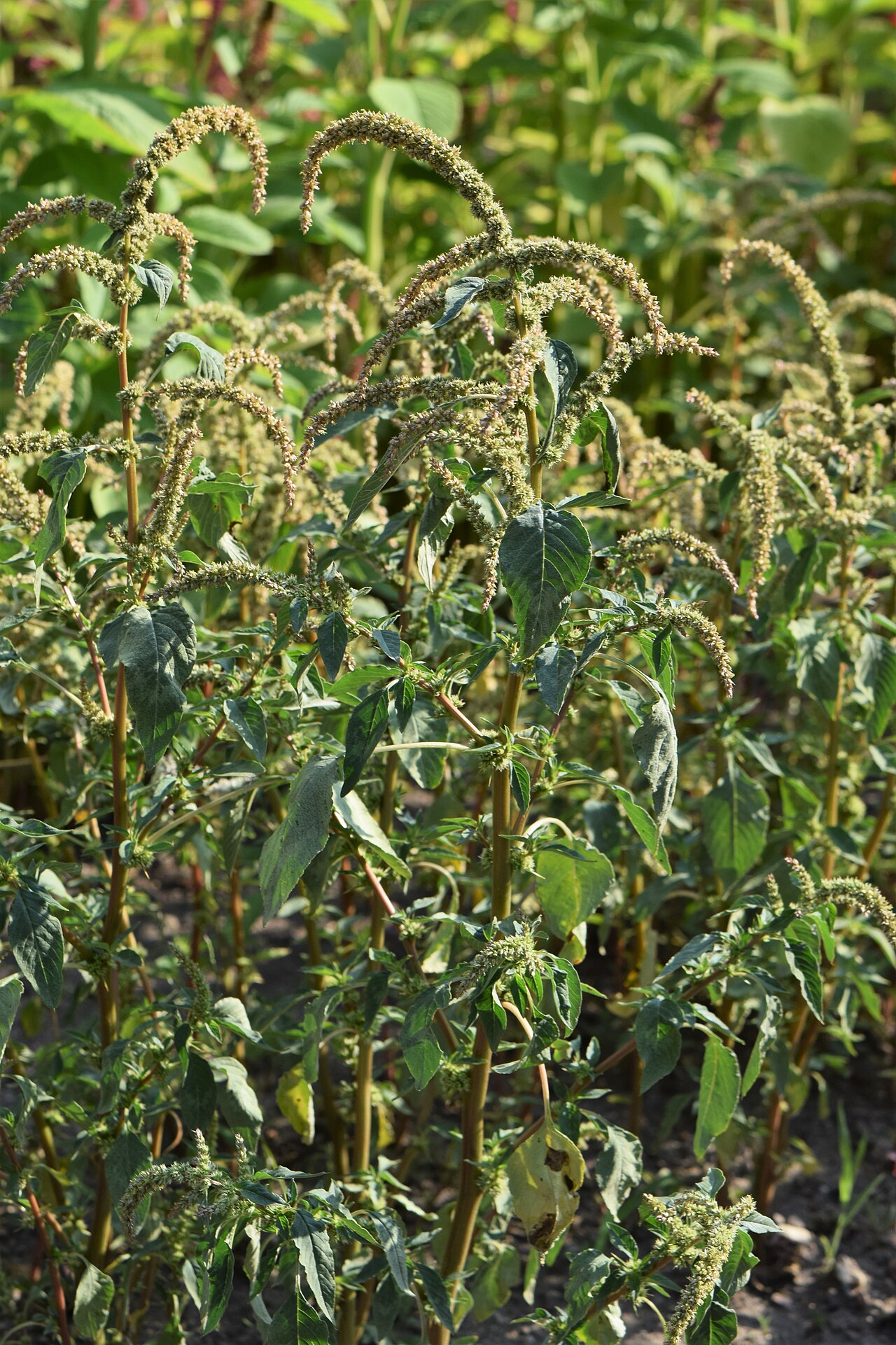 Amaranthus spinosus