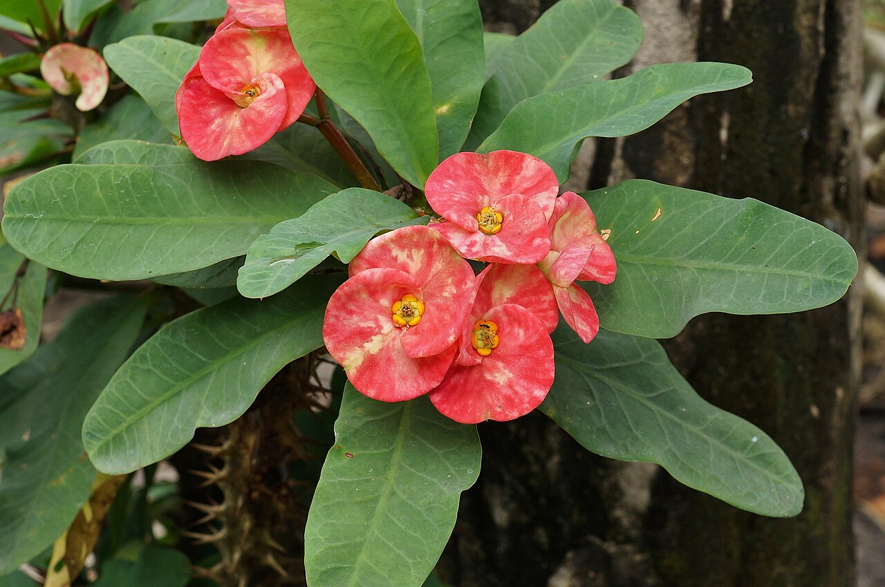 Euphorbia milii