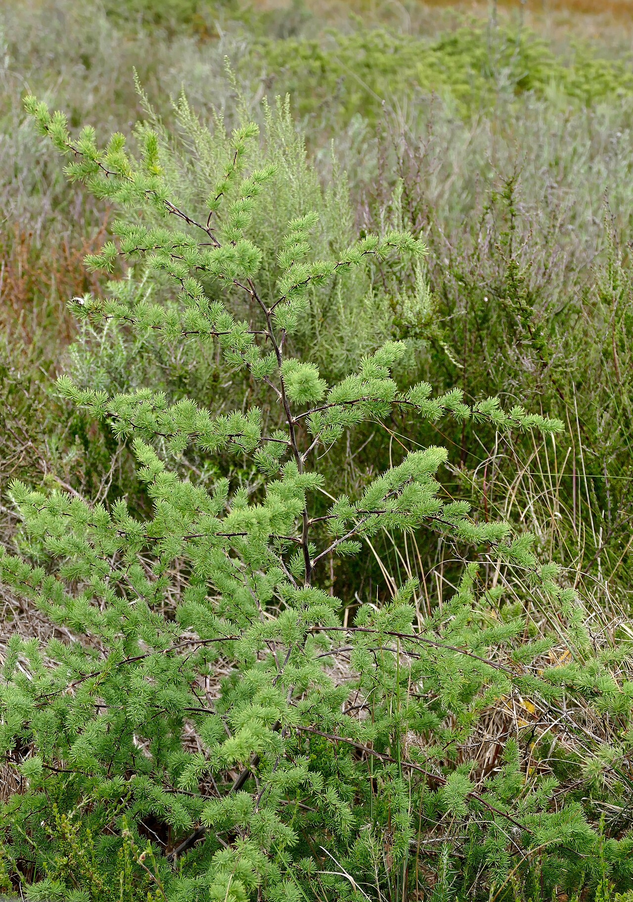 Red-stemmed asparagus