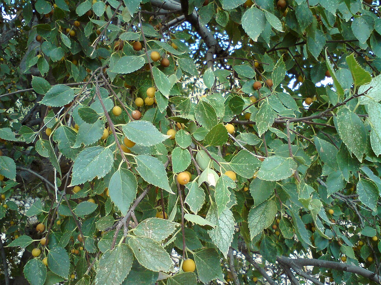 Oriental hackberry