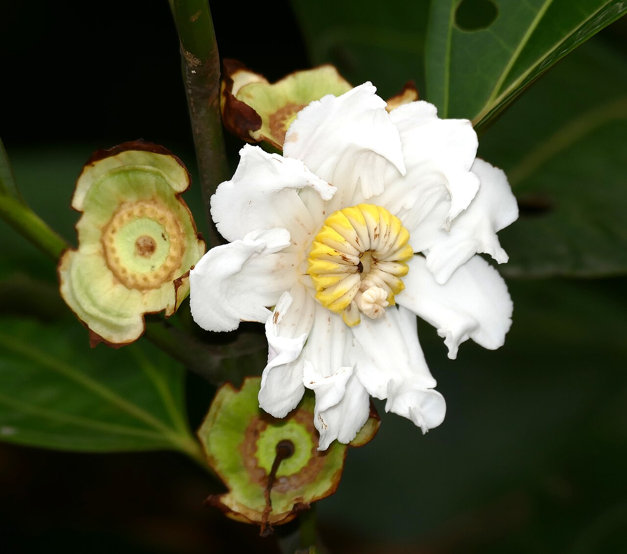 Bellucia grossularioides