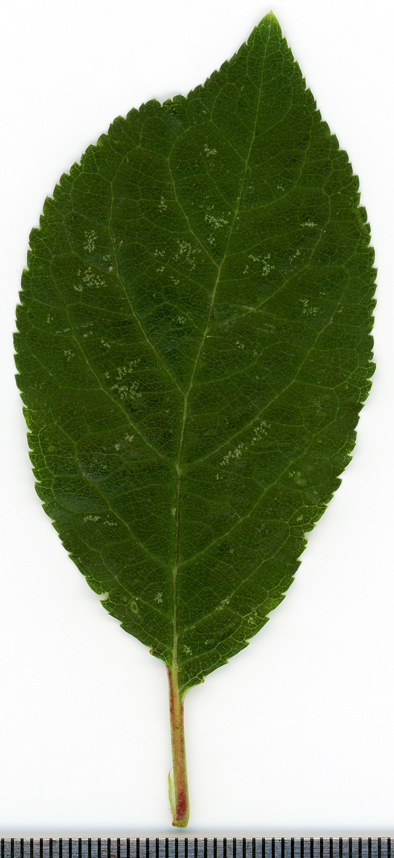 Prunus spinosa