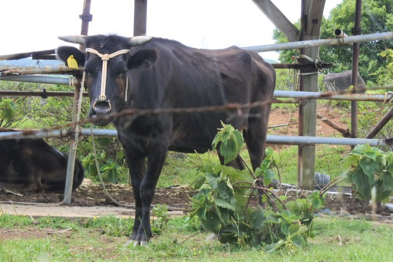 Mishima cattle